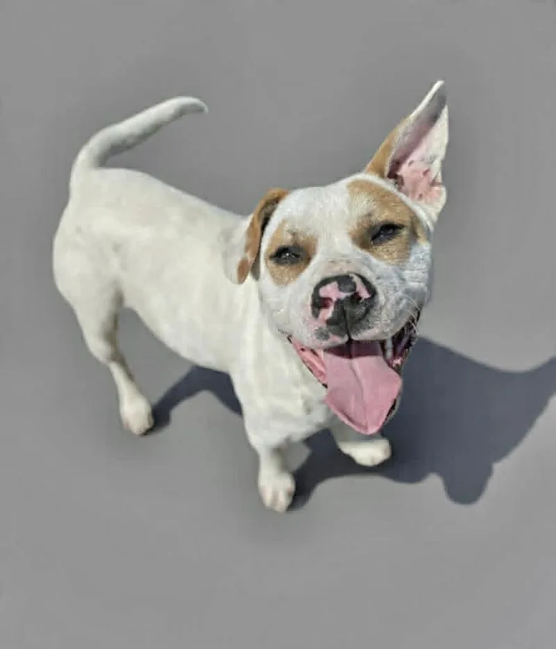 An adult large-sized male Pit Bull Terrier dog named Traveler for adoption in Manchester, CT