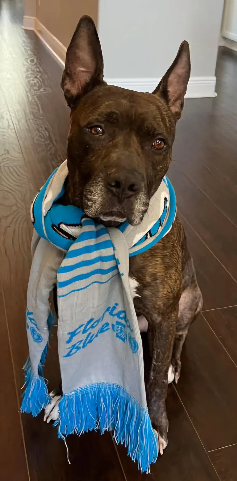 Meatball  M thumbnail 2