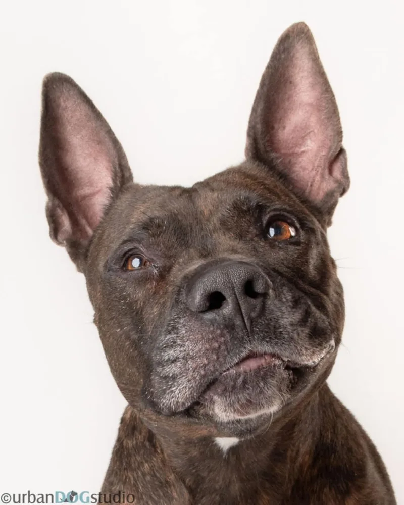 Meatball  M thumbnail 3