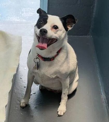 A baby small-sized female Parson Russell Terrier dog named Missy for adoption in Daytona Beach, FL