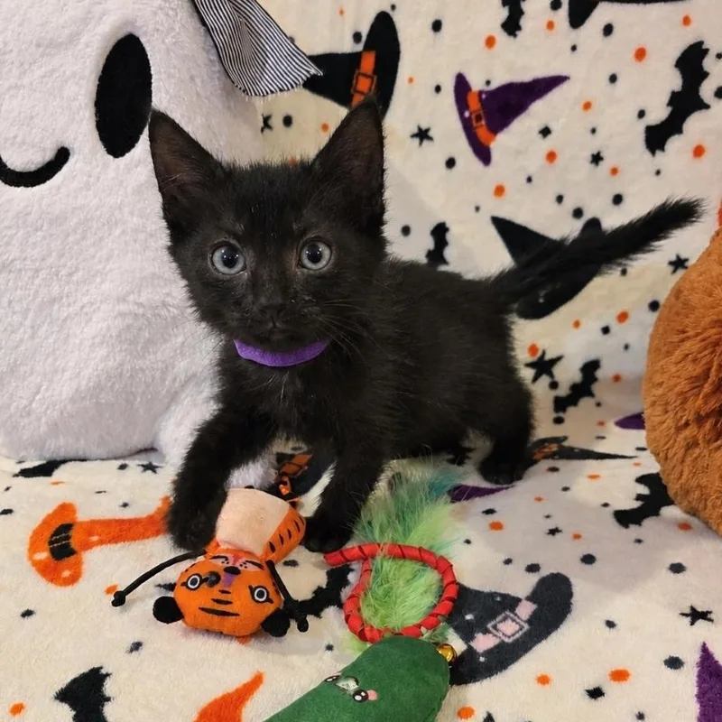 A baby medium-sized female Black Domestic Short Hair cat named Remedy for adoption in Moriches, NY