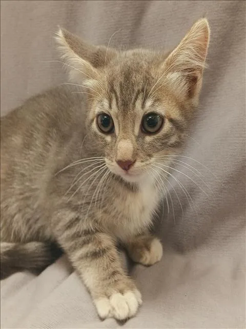 A baby small-sized female Domestic Short Hair cat named Lisa for adoption in Los Angeles, CA