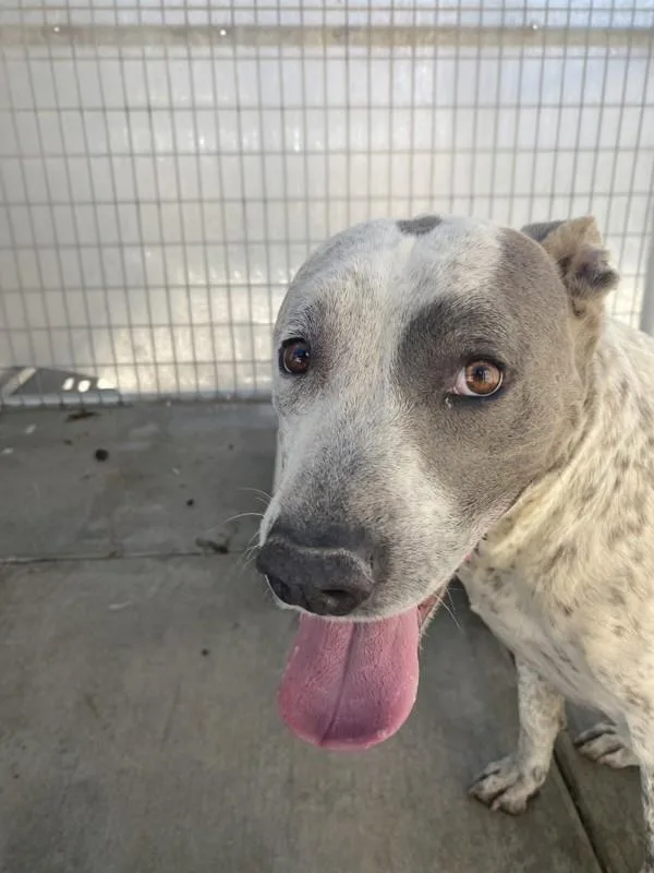 An adult large-sized male Pit Bull Terrier dog named Buddy for adoption in Victorville, CA