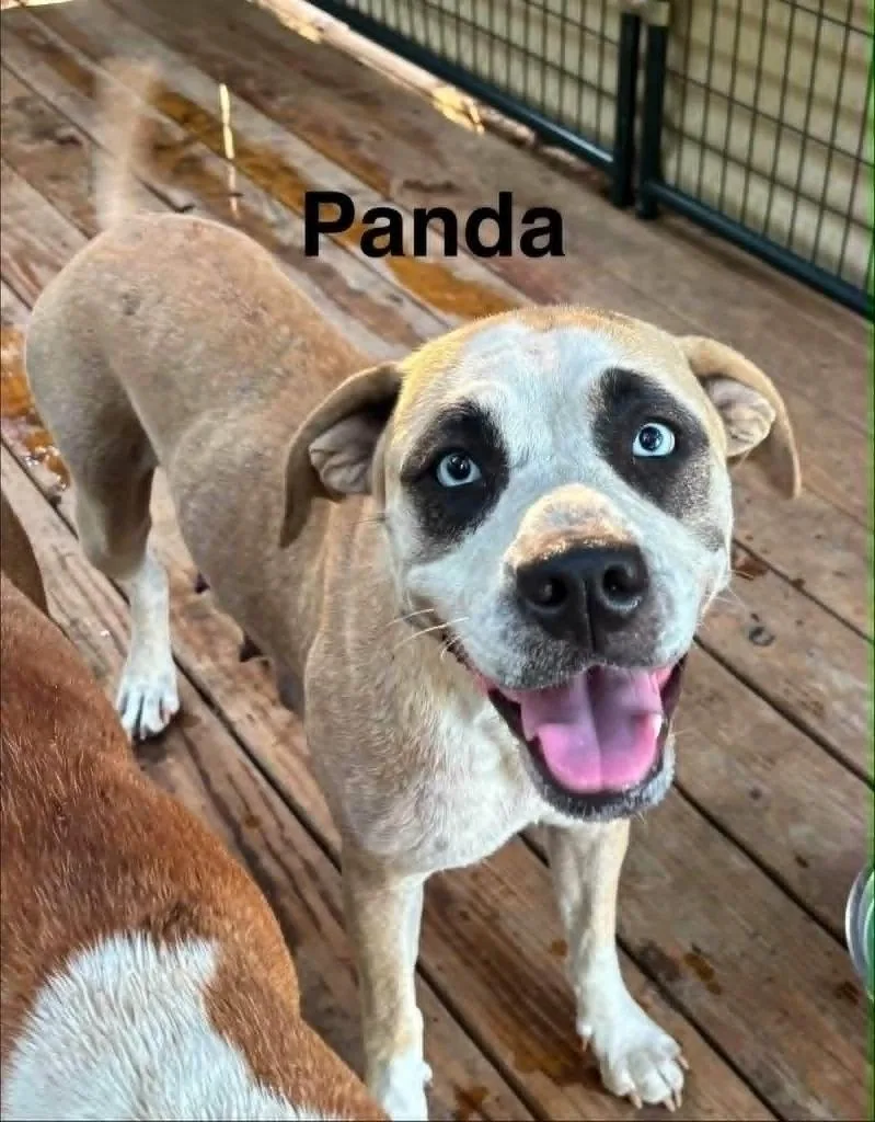 A young medium-sized female Boxer dog named Panda for adoption in Seven Points, TX