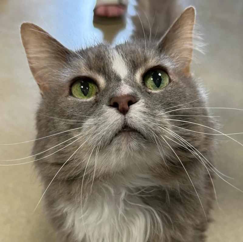 A senior medium-sized female Maine Coon cat named Gypsy for adoption in South Bend, IN