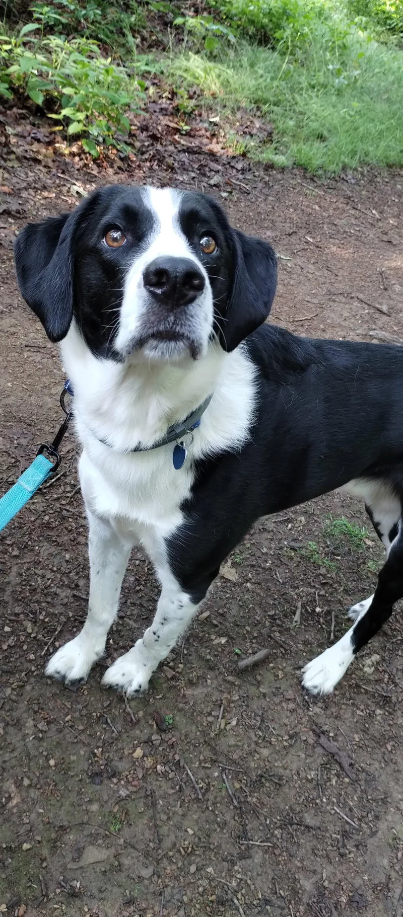An adult medium-sized male Australian Shepherd dog named Vinny for adoption in Berwick, PA