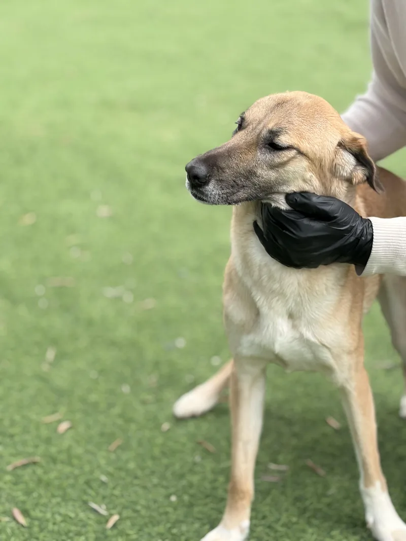 An adult medium-sized female Canaan Dog named Xeina the Courageous for adoption in Somerset, NJ