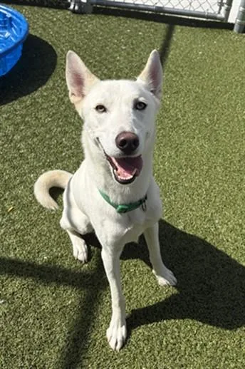 A young medium-sized male Siberian Husky dog named Dk for adoption in Toledo, OH