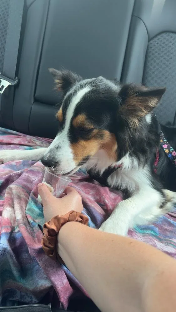 An adult medium-sized female Tricolor (Brown, Black, & White) Australian Shepherd dog named Reese for adoption in Clinton Township, MI