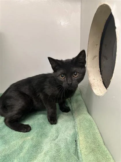 A baby small-sized female Domestic Short Hair cat named Salem for adoption in West Chester, PA