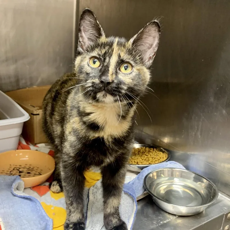 An adult medium-sized female Tortoiseshell Domestic Short Hair cat named Lillie for adoption in West Olive, MI