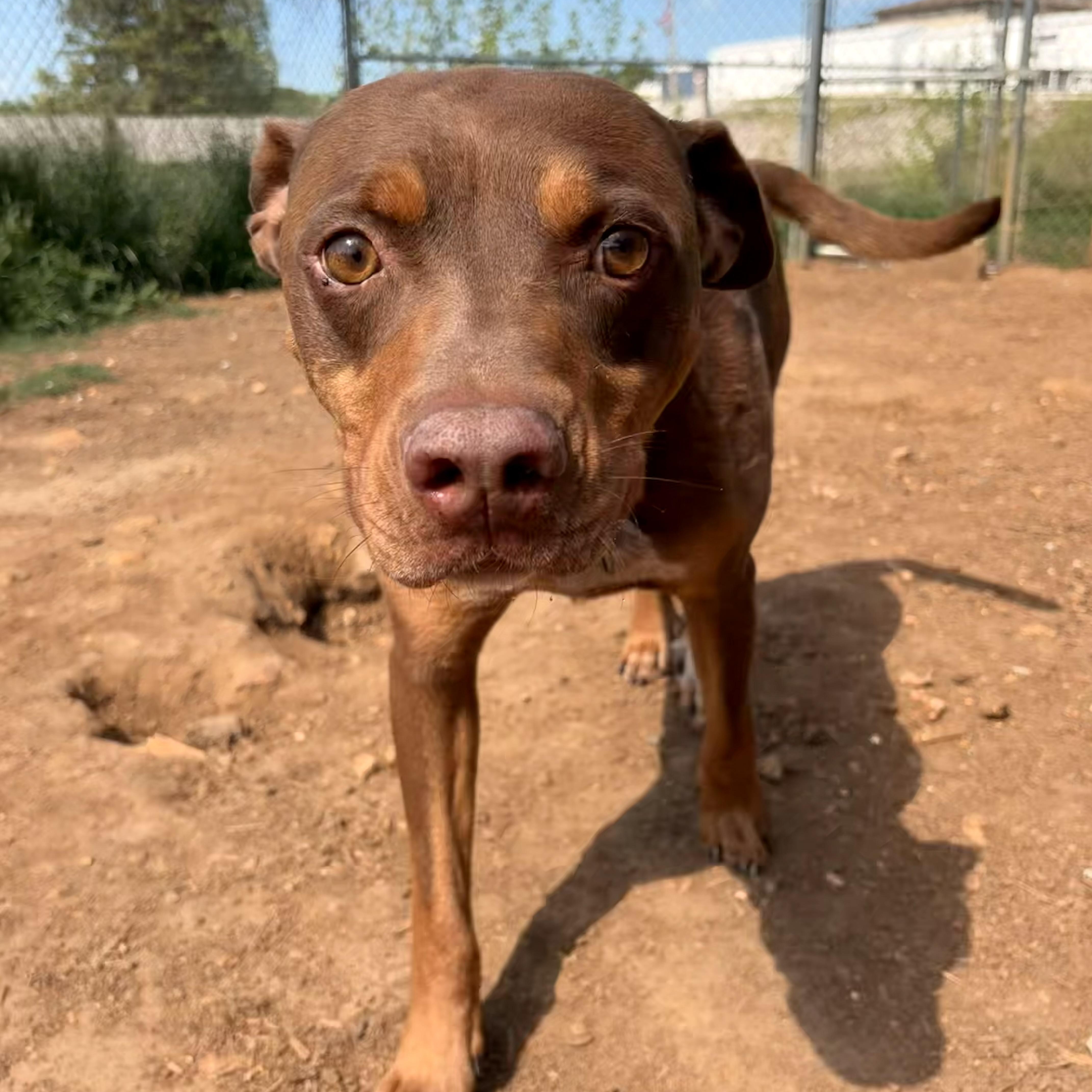 An adult large-sized male Red / Chestnut / Orange Labrador Retriever dog named Groot for adoption in Melbourne, AR