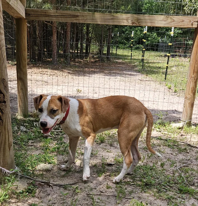 An adult medium-sized male Apricot / Beige American Staffordshire Terrier dog named Biscuit for adoption in Magnolia, TX