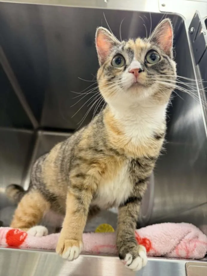 A young small-sized female Domestic Short Hair cat named Imelda for adoption in Hagerstown, MD