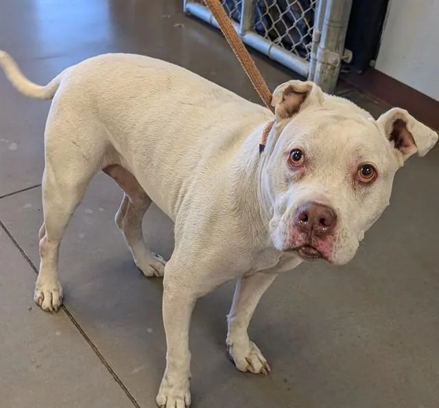 An adult medium-sized male Pit Bull Terrier dog named Henson for adoption in Phoenix, AZ
