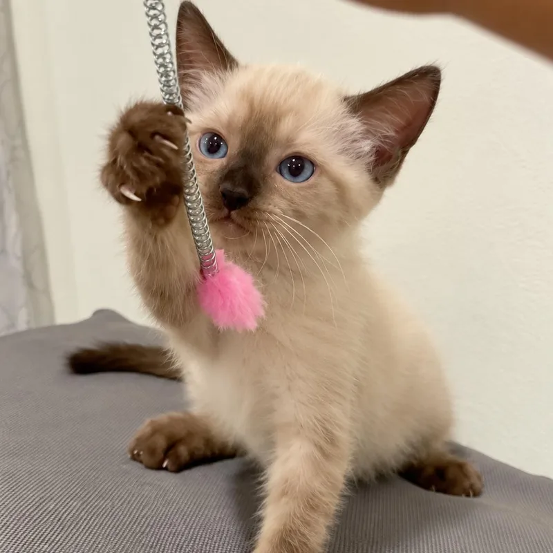 A baby small-sized male Siamese cat named Runny for adoption in Long Beach, CA