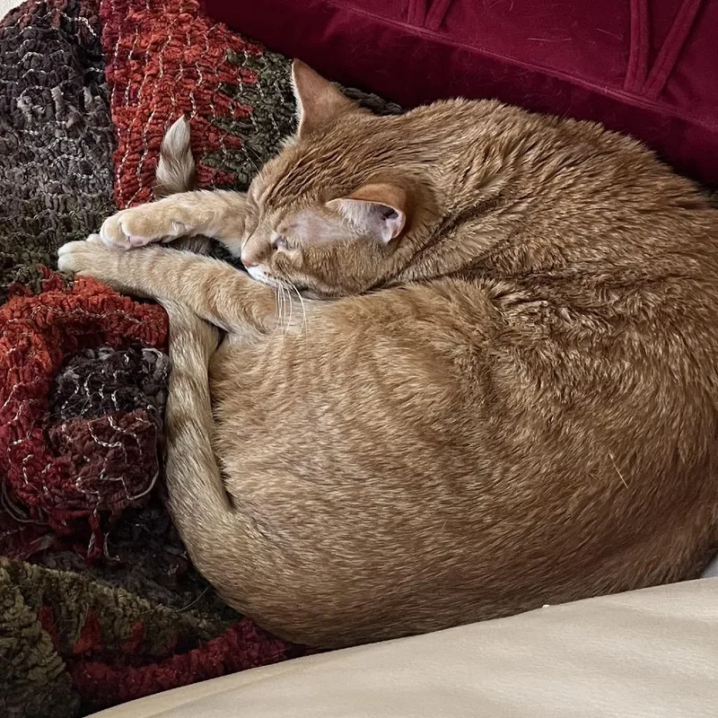 Pepper thumbnail 2