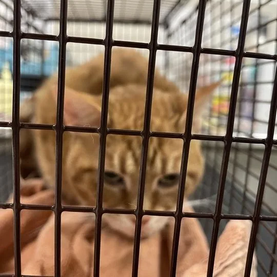Pepper thumbnail 3