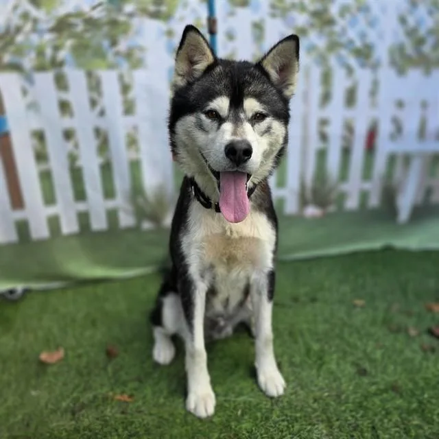 An adult large-sized male Siberian Husky dog named Malo for adoption in Long Beach, CA