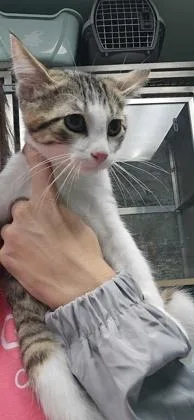 A baby small-sized male Domestic Short Hair cat named Phil for adoption in Paducah, KY