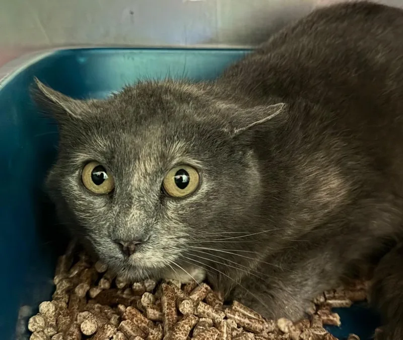 A young medium-sized female Domestic Short Hair cat named Tango for adoption in Olean, NY