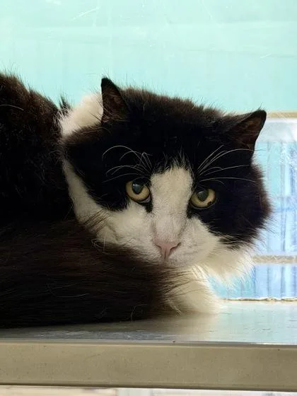 An adult small-sized female Domestic Medium Hair cat named Gimbal for adoption in New Orleans, LA