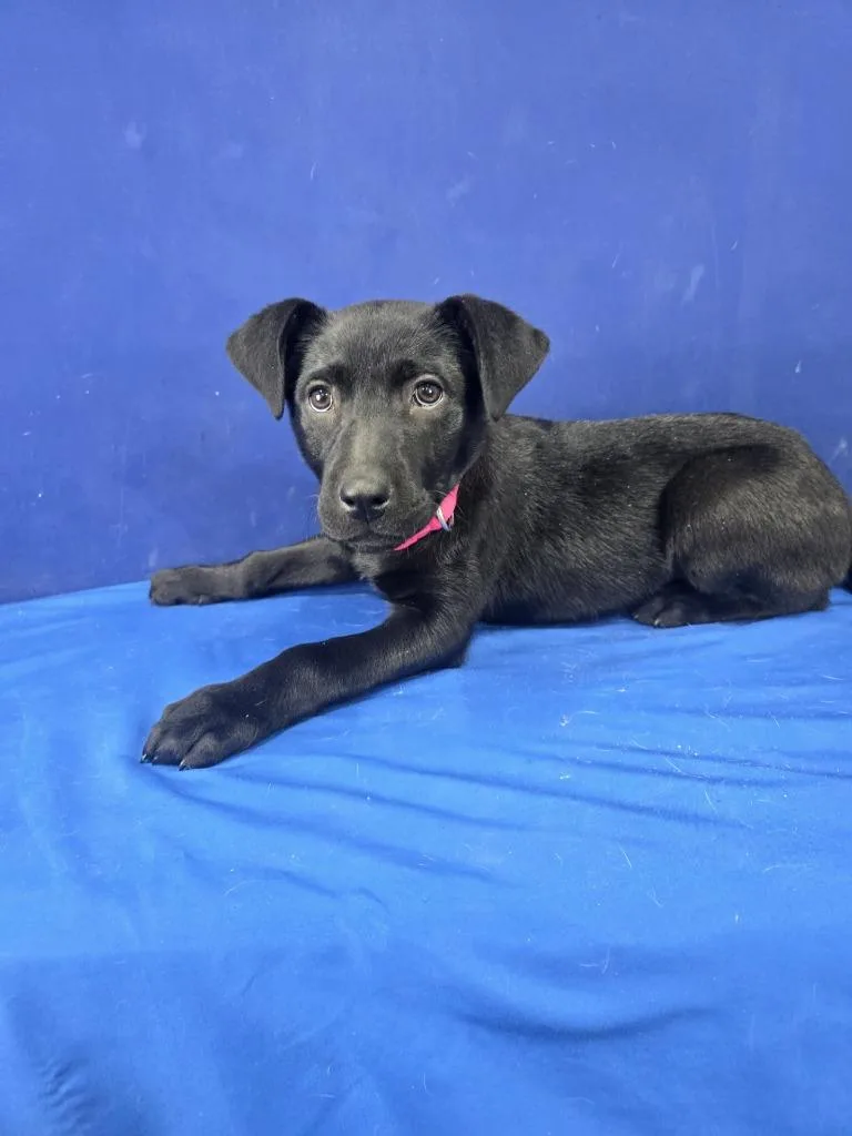 A baby large-sized female Mixed Breed dog named Popsicle for adoption in Ruston, LA