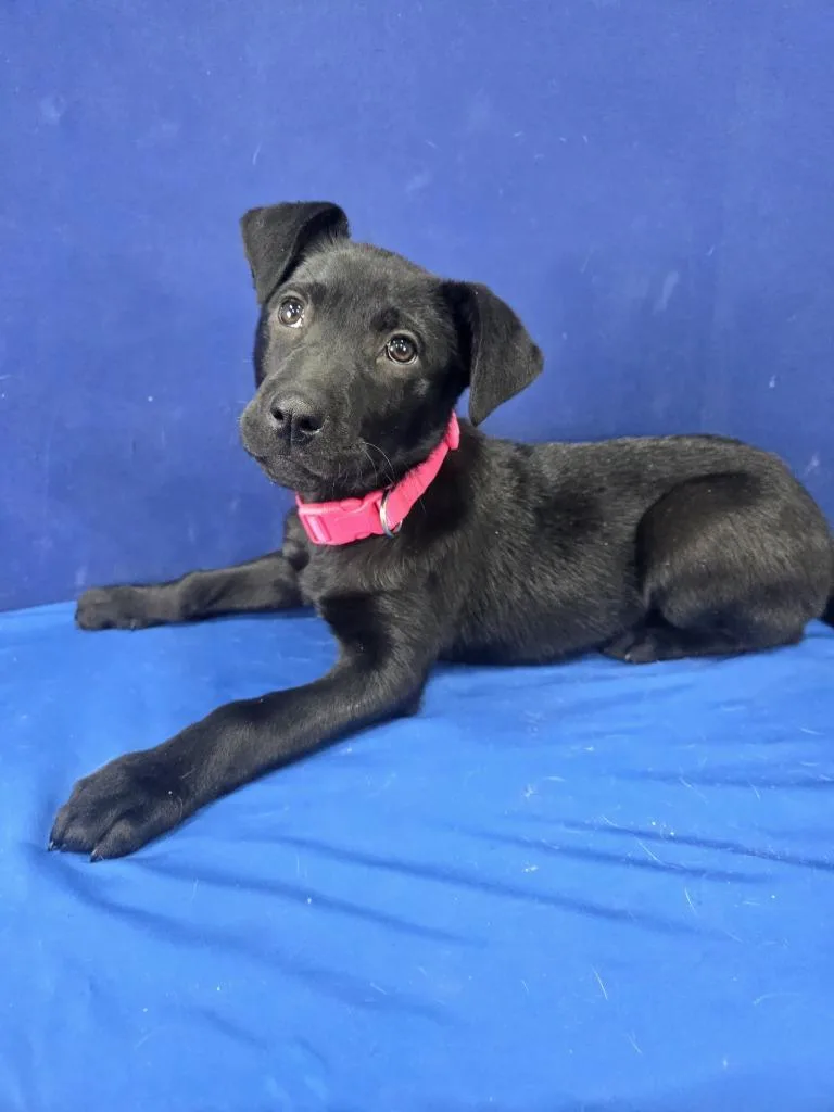Popsicle thumbnail 5