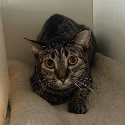 A young small-sized female Tabby (Brown / Chocolate) Domestic Short Hair cat named Tina for adoption in Hutchinson, MN
