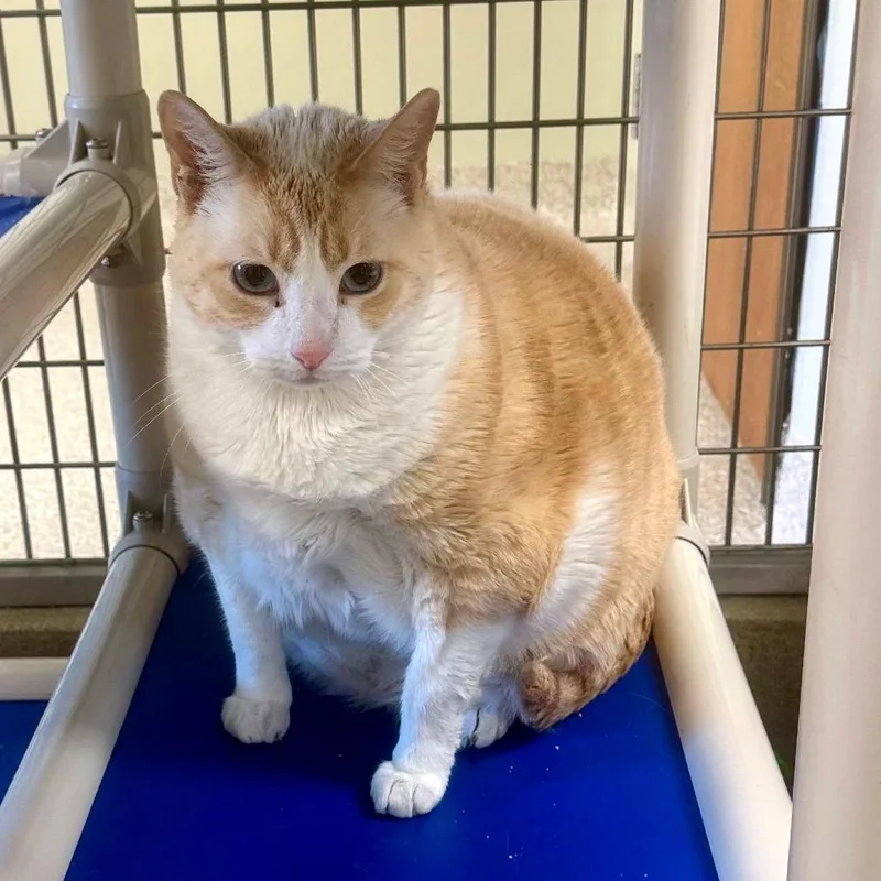 An adult extra large-sized female Orange & White Domestic Short Hair cat named Prima for adoption in Kansas City, KS