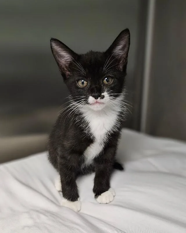 A young medium-sized female Black Domestic Short Hair cat named Whipped Cream A.K.A Eye for adoption in Disputanta, VA