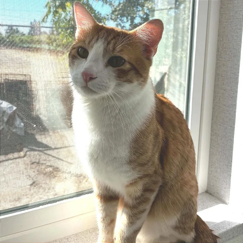 A young large-sized male Orange / Red Domestic Short Hair cat named Cooper for adoption in St. Helena, CA