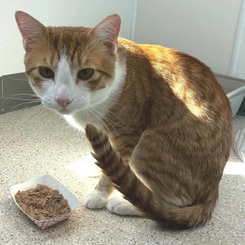 Cooper thumbnail 2