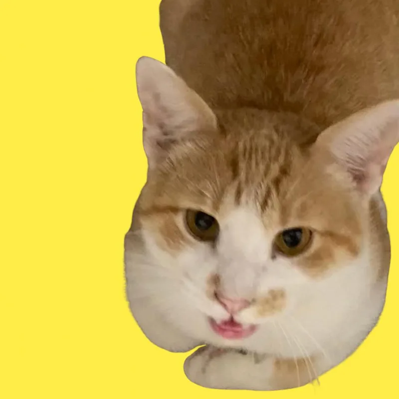 An adult small-sized male Orange / Red Domestic Short Hair cat named Ricardo for adoption in Blue Ridge, GA