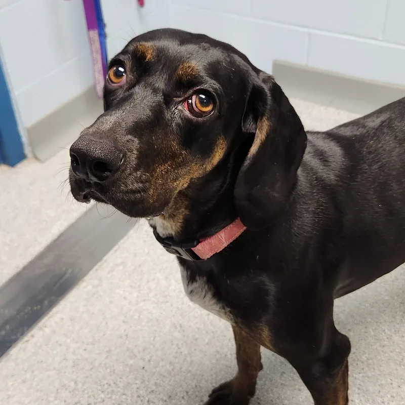 An adult medium-sized female Bicolor Mixed Breed dog named Honey Bee for adoption in Marshfield, WI