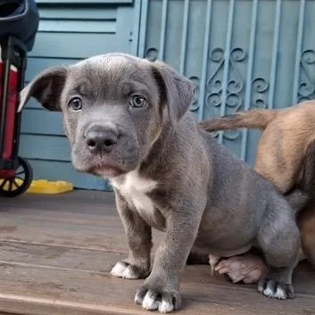 A baby small-sized male Gray / Blue / Silver Pit Bull Terrier dog named Canon for adoption in Los Angeles, CA