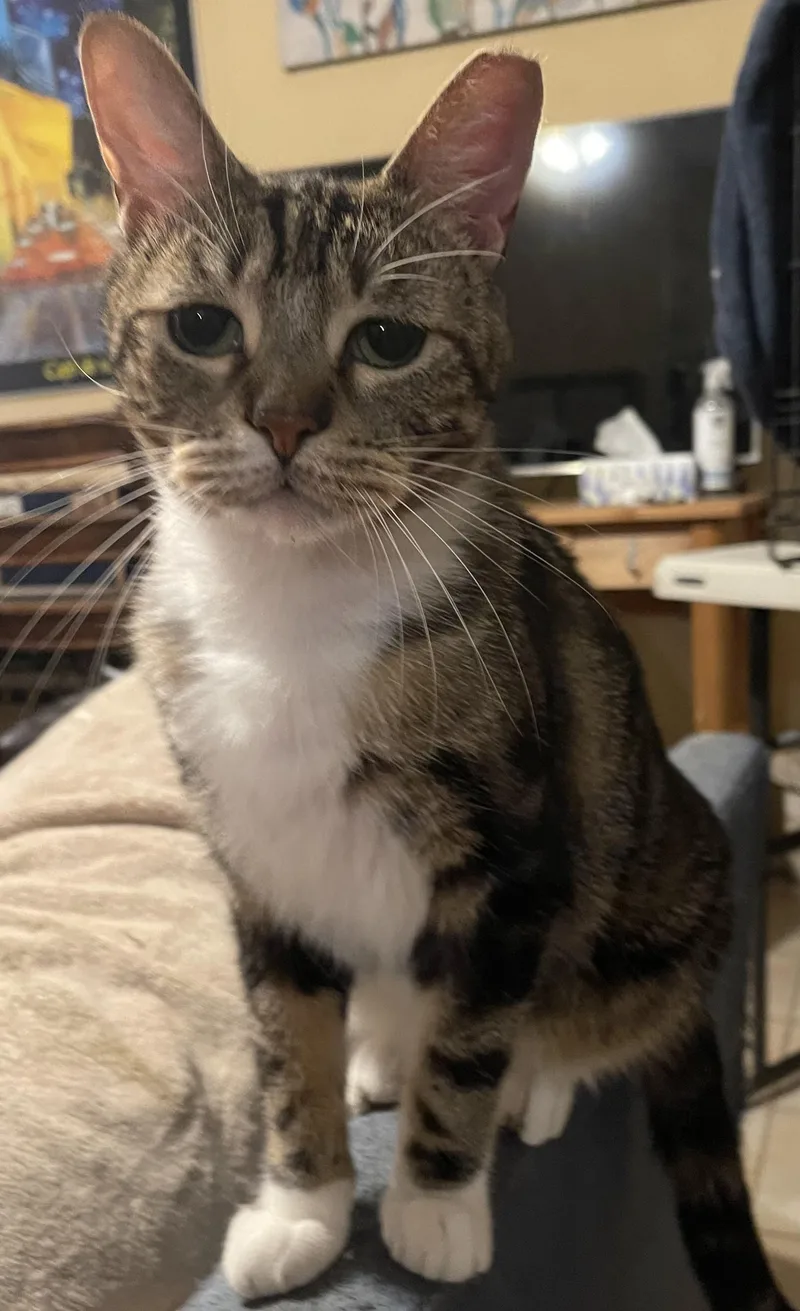 An adult medium-sized male Gray / Blue / Silver Domestic Short Hair cat named Luke for adoption in san antonio, TX