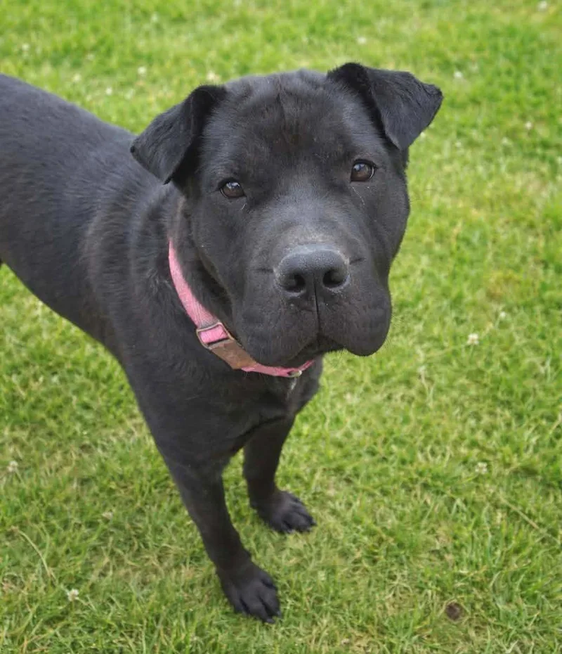 An adult medium-sized female Shar-Pei dog named Bella for adoption in Philippi, WV
