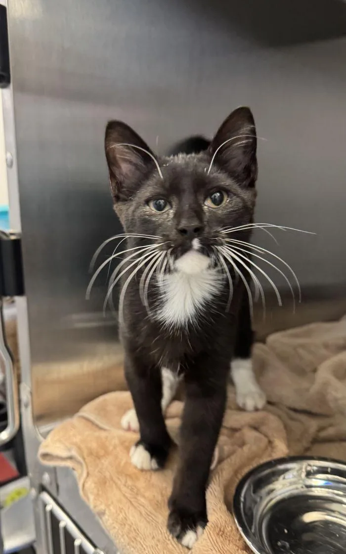 A young small-sized male Black & White / Tuxedo Domestic Short Hair cat named Booker for adoption in Hilton Head Island, SC