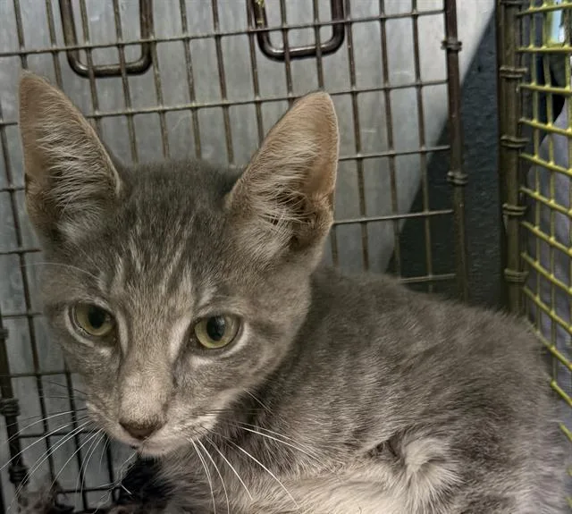 A baby small-sized male Domestic Short Hair cat named Cliff for adoption in San Antonio, TX
