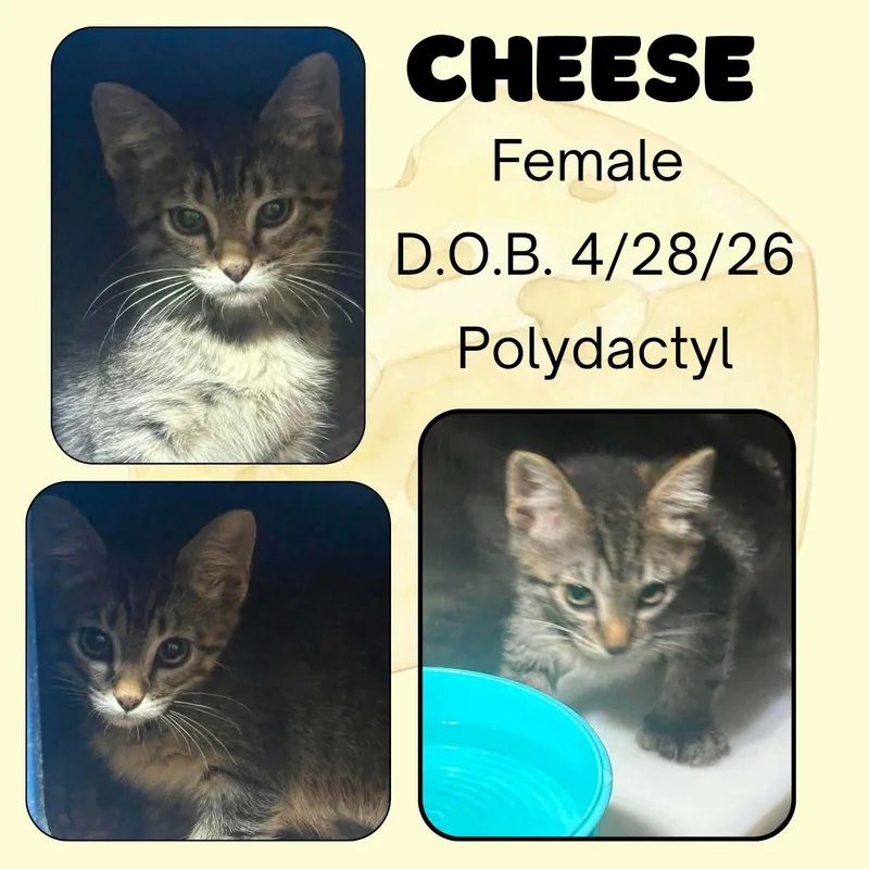 A baby medium-sized female Tabby (Buff / Tan / Fawn) Domestic Short Hair cat named Cheese for adoption in Caldwell, TX