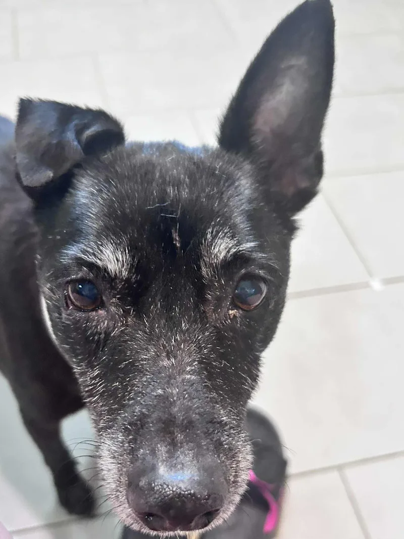 A senior small-sized male Black Cattle Dog dog named Augie for adoption in Houston, TX