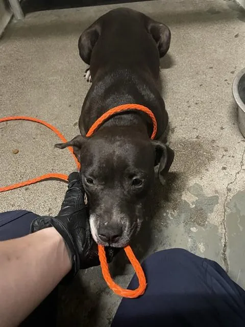 A young medium-sized female Pit Bull Terrier dog named Biggins for adoption in Stockton, CA