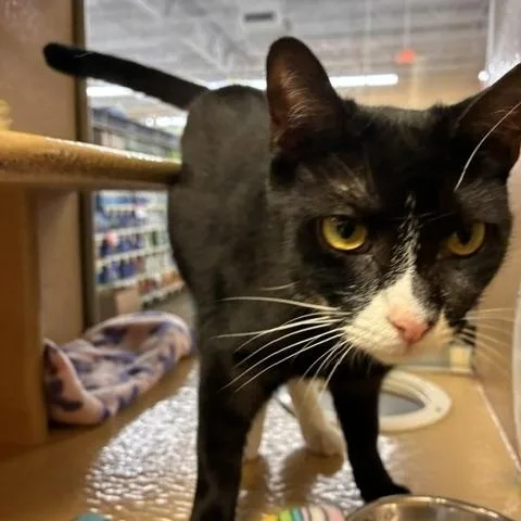 A young medium-sized male Black & White / Tuxedo Domestic Short Hair cat named Sonic for adoption in Stanhope, NJ