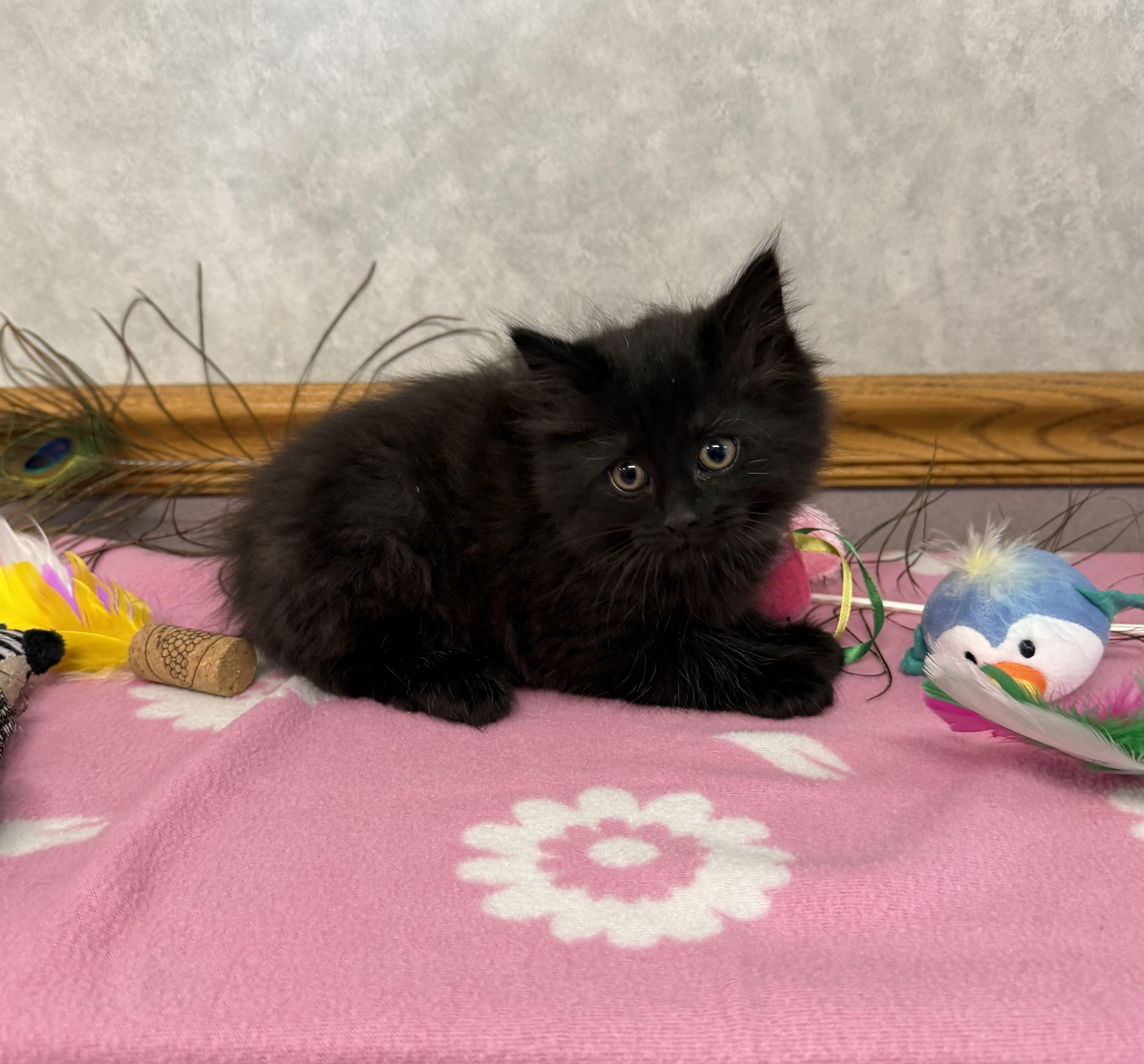 A baby medium-sized male Domestic Long Hair cat named Blackbird for adoption in St. Clair, MI