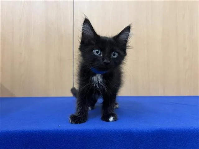 A baby small-sized male Domestic Medium Hair cat named Buzz for adoption in Saint Louis, MO