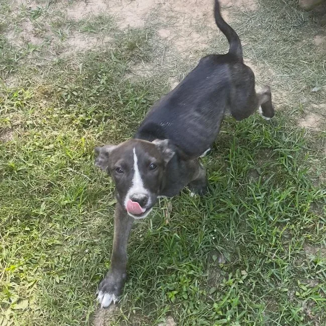 A baby small-sized female Black Terrier dog named Ivy for adoption in Marshall, TX