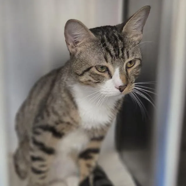 A young medium-sized male Torbie Domestic Medium Hair cat named Lucky for adoption in Philadelphia, PA