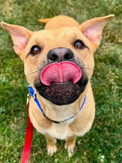 An adult large-sized male Mixed Breed dog named Colin for adoption in West Chester, PA