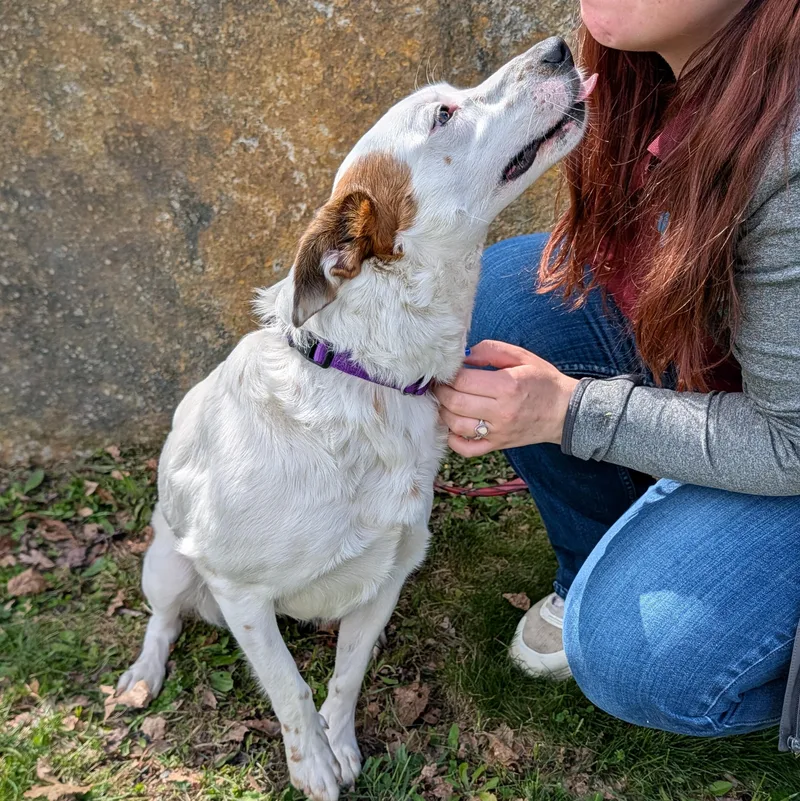 Lodi Dodi thumbnail 2